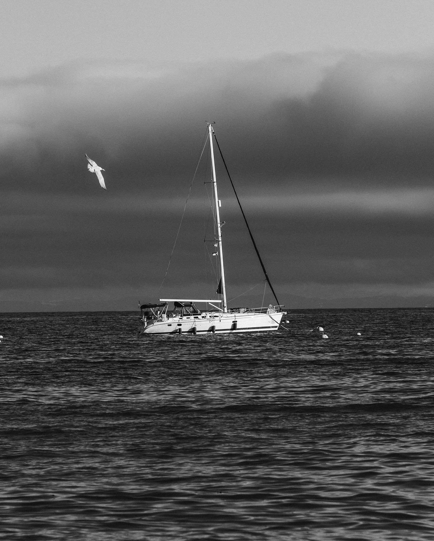 A sailboat on open water with a gull overhead