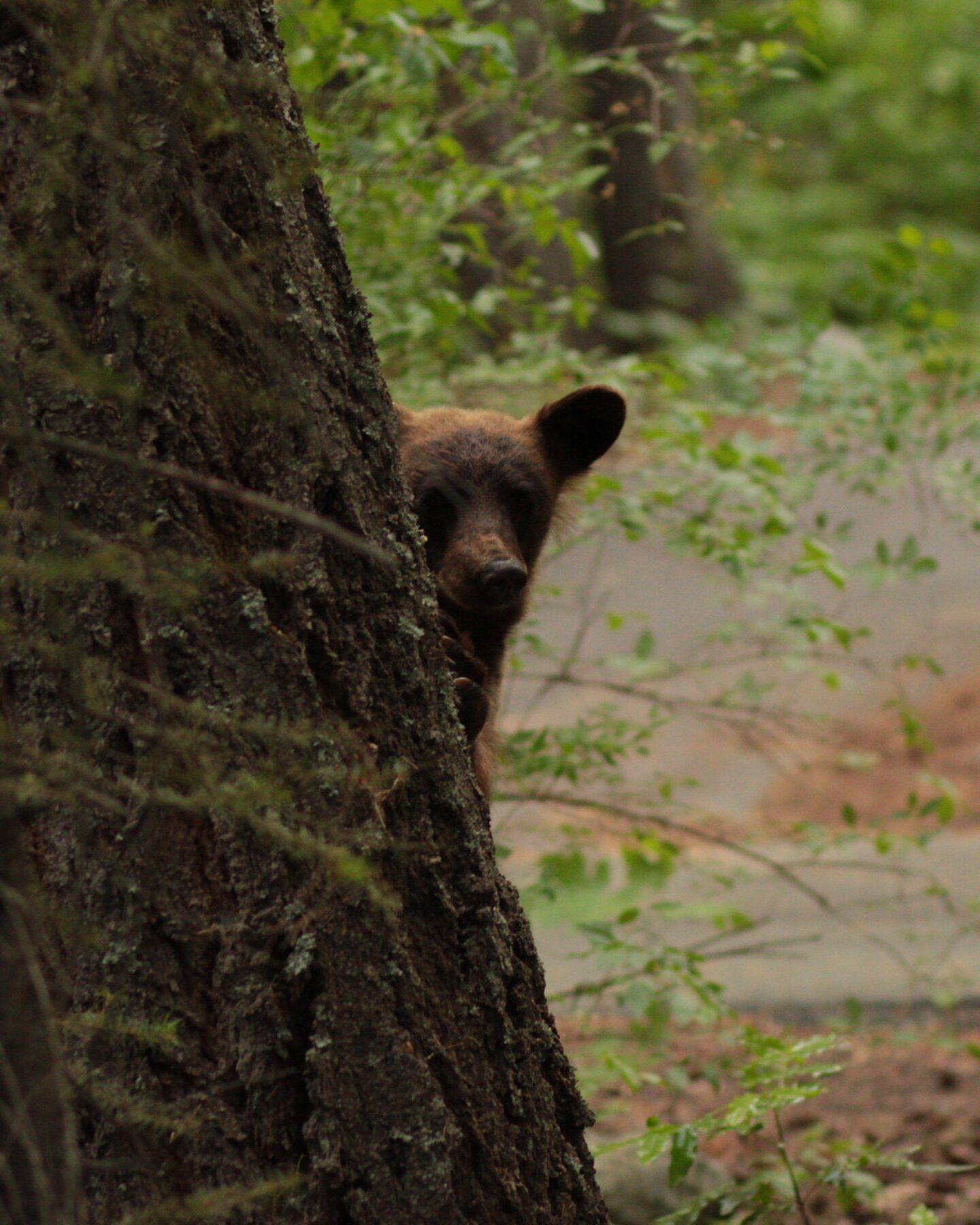 A bear cub peering around a tree trunk